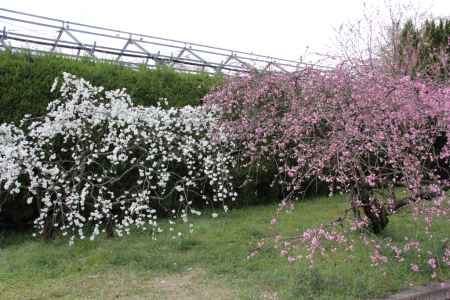 京都府立植物園　⑭