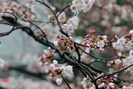 琵琶湖疏水沿いに咲く桜2
