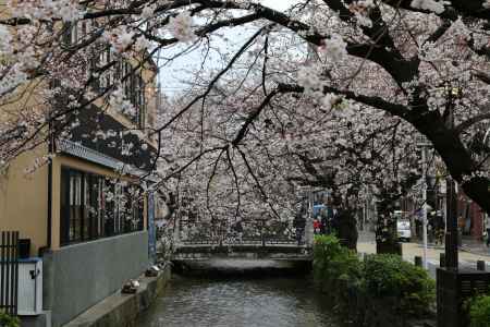木屋町通り高瀬川と桜　⑥