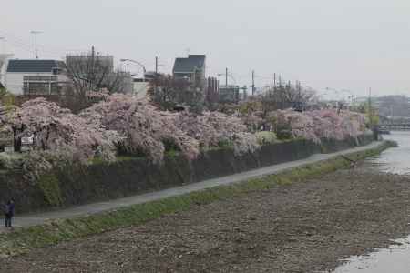 鴨川左岸の桜　①