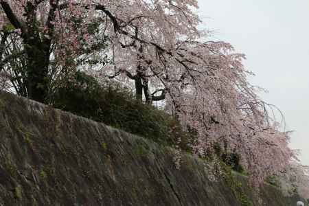 鴨川左岸の桜　④