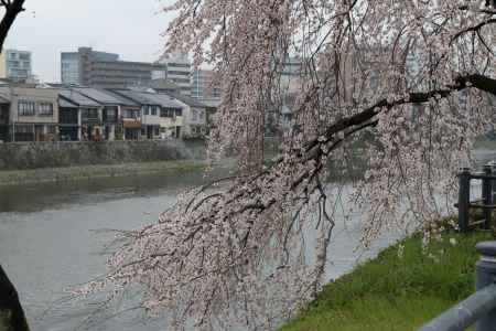 鴨川左岸の桜　⑥