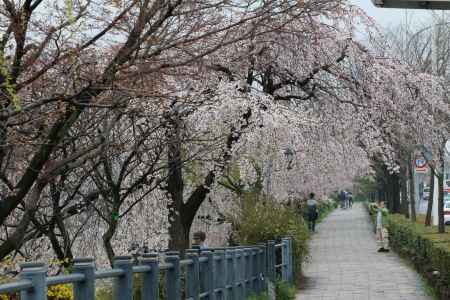 鴨川左岸の桜　⑧