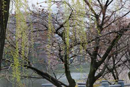 鴨川左岸の桜　⑨