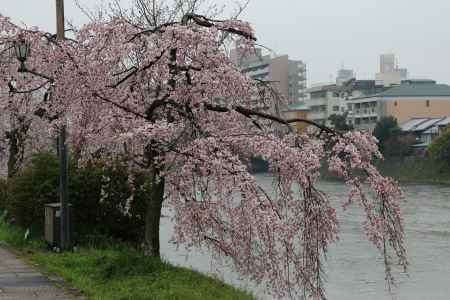 鴨川左岸の桜　⑩