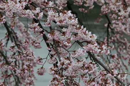 鴨川左岸の桜　⑪