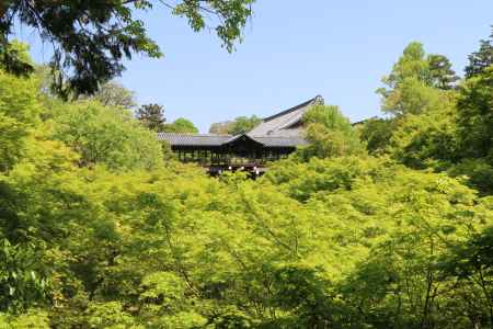 新緑の東福寺　④