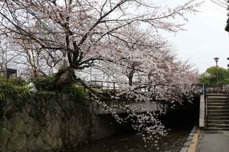五条大橋たもと　高瀬川と桜