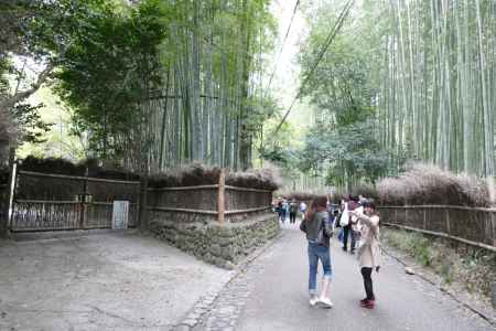 嵯峨野・竹林