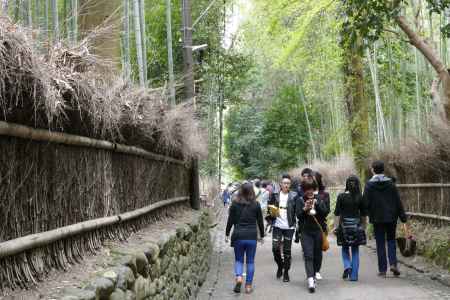 嵯峨野・竹林