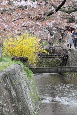 桜さく哲学の道2