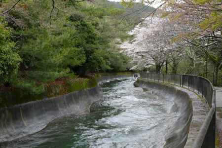 山科疎水散策4