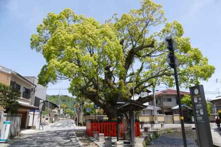 上賀茂・社家町ご神木