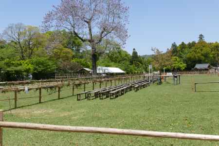 上賀茂神社23