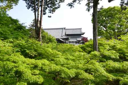 東福寺の新緑