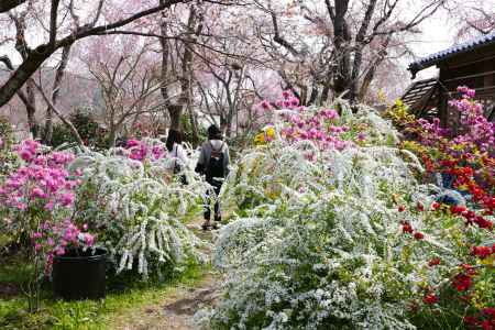 原谷苑11　2019年