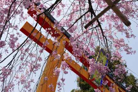 京都平野神社