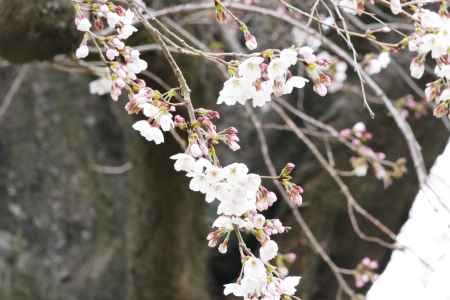 背割桜