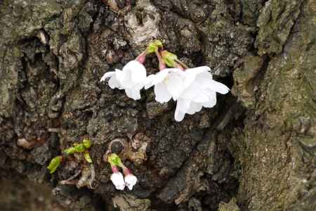 背割桜