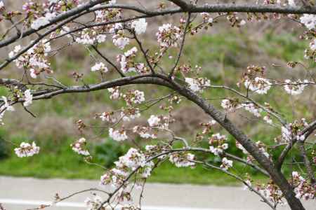 背割桜