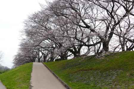 背割桜