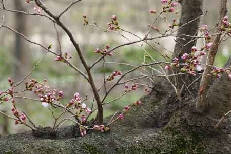 背割桜