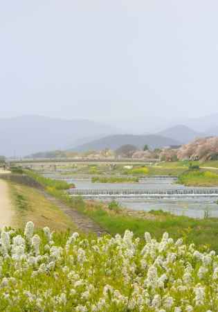 春色の散歩道