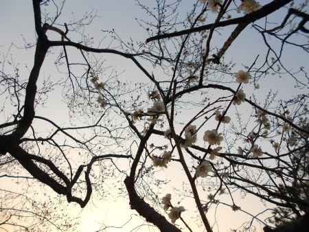 夕空に浮かぶ梅の花