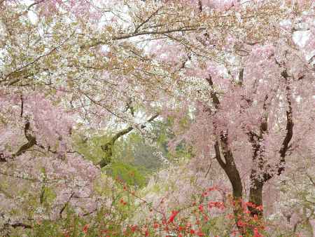 桜の園