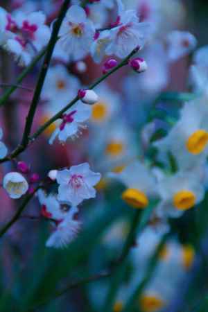 水仙と咲く梅