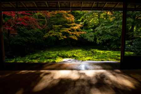 紅葉と光