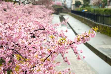 淀の桜　雨に唄って