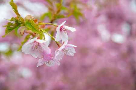 淀の桜　雨に唄って　2