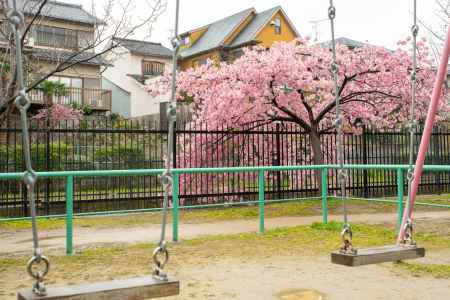 淀の桜　雨に唄って　4