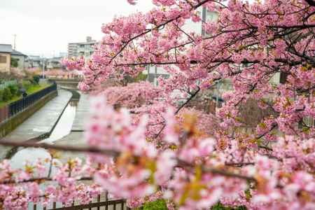 淀の桜　雨に唄って　6