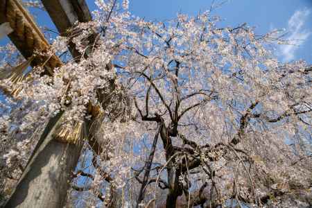 見上げれば大石桜