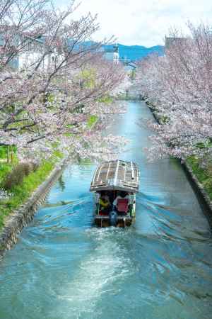 桜の流れに