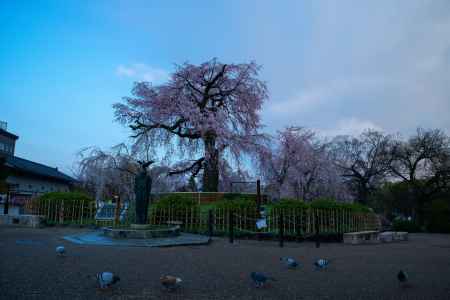 朝の円山公園桜