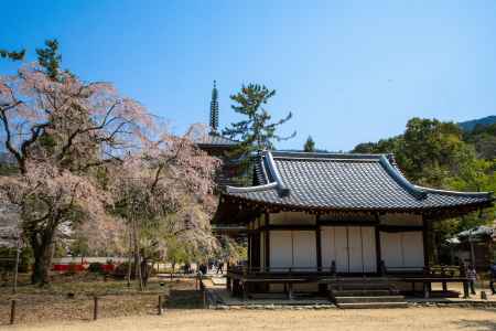 桜の醍醐寺