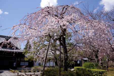 上品蓮台寺の桜