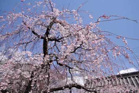 上品蓮台寺の桜3