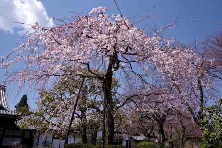 上品蓮台寺の桜4