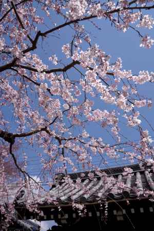 上品蓮台寺の桜5