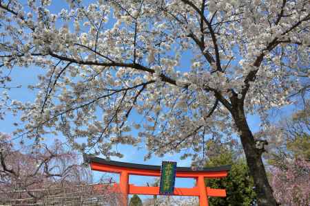 平野神社の桜2