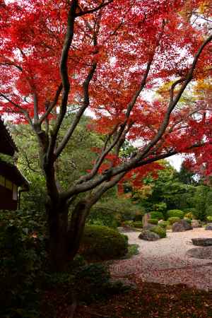 御香宮神社の紅葉6