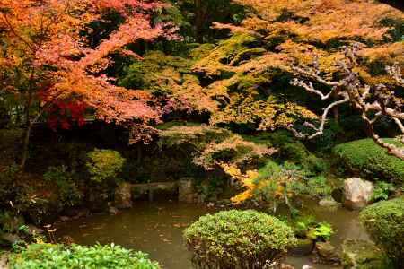 長楽寺庭園の紅葉6