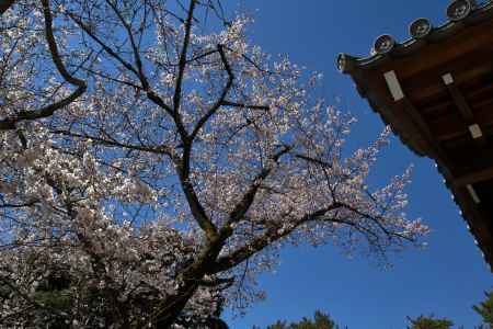 醍醐寺の桜3