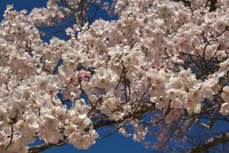 醍醐寺の桜7