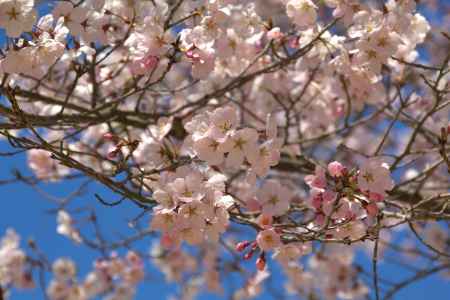 醍醐寺の桜8