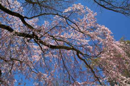 醍醐寺の桜9